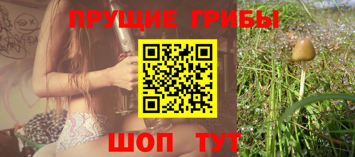 Торжок  Галлюциногенные грибы прущие грибы  Вход с VPN 